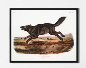 Audubon Black Wolf Print: Vintage Natural History Art