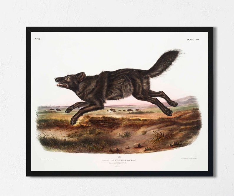 Pode incluir: Uma ilustra&ccedil;&atilde;o vintage de um lobo negro correndo por um campo de grama. O lobo &eacute; retratado em um estilo realista com pelos detalhados e uma express&atilde;o aguda e alerta. A imagem &eacute; intitulada "Canis Lupus,  Loup,  Var.  Atro", e faz parte de uma s&eacute;rie de ilustra&ccedil;&otilde;es de animais.