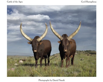 South Africa Ankole Cows Art Photography Book Coffee Table Large Book Illustrations - Cattle of the Ages: Ankole Cattle in South Africa