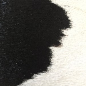 Kohudsmatta - Extra stor, svartvit, Nguni-kohud - Afrikansk kohudsmatta med stora, djärva prickar som skulle se bra ut i alla rum bild 3