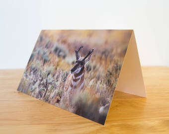 Greeting Card Pack - 5 x 7 inch Folded - Pronghorn in the Sage, Grand Teton National Park, Wyoming