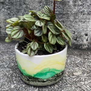 May include: A small green plant with red stems growing in a white ceramic pot with yellow and green abstract designs.