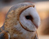 Barn Owl, owl, photo, home decor, wall art, nature photography, bird photography, wildlife photography, free shipping, metal, best seller