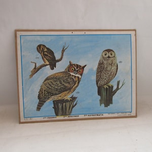 carta da parati vintage, gufo, gufo cornuto, assiolo, scuola vintage, carta da parati vintage, immagine di gufo, immagine di gufo, carta da parati scolastica di gufo