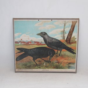 carte murale éducative grecque vintage corbeau, décoration d'école vintage, école vintage, carte scolaire vintage, corbeau, décoration murale macabre, image de corbeau