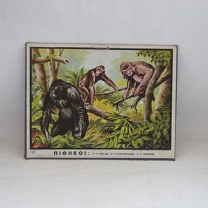carte murale éducative grecque vintage singes, décoration d'école vintage, école vintage, carte scolaire vintage, gorille, orang-outan, chimpanzé