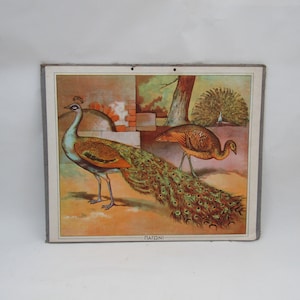 gráfico de pared educativo griego vintage Pavo real, decoración de escuela vintage, escuela vintage, gráfico de escuela vintage, decoración de pared de pavo real, decoración de guardería