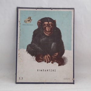 Chimpanzé, carte murale éducative grecque vintage, décoration d'école vintage, école vintage, carte scolaire vintage, décoration murale, image de chimpanzé