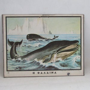 gráfico de pared educativo griego vintage ballena, decoración de la escuela vintage, escuela vintage, gráfico escolar vintage, ballena, decoración de la pared, imagen de ballena