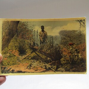 Cartão postal antigo de Aruba, corte de Aloe, cartão postal colecionável, decoração de aruba, para coleção, cartão postal para emoldurar, Aruba, corte de Aloe pidture