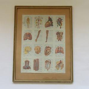 French anatomy framed print, vintage anatomy print, french anatomy poster, vintage french anatomy poster, vintage anatomy print