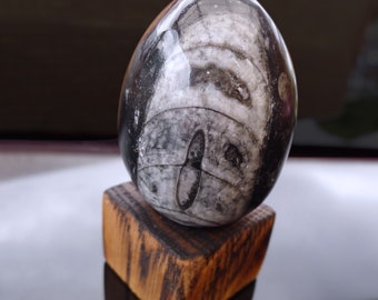 ORTHOCERAS FOSSIL EGG - Comes with Hand Carved, Carbonised American Oak Stand