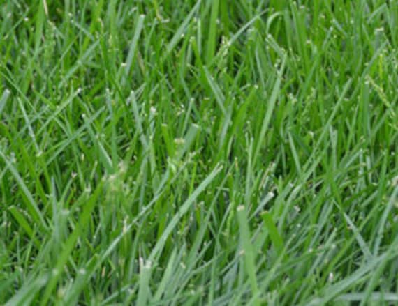 Kentucky 31 on sale grass seed