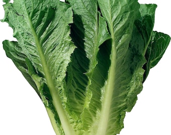 Romaine Lettuce Seeds, Romaine Parris Island COS Lettuce Seeds, , 1000 Seeds