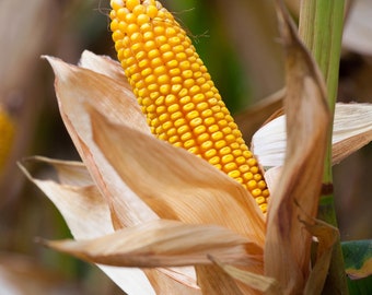 HIckory King Corn, Heirloom, NON-GMO, Yellow Field Corn, 1 oz. pack , approx 50-60 seeds, Yellow Dent Corn
