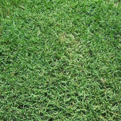 Giant Bermuda Grass Seed Hulled Etsy