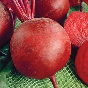 Beets, Detroit Dark Red, Heirloom and NON-GMO Seed, 60 Seed Packet of Beet Seed