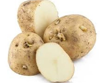 Seed Potatoes, White Kennebec, 5 lbs., Most Popular White Potato