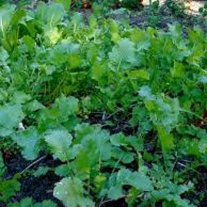 May include: A close-up shot of a garden bed filled with lush, green leafy plants. The plants have broad, textured leaves and are densely packed together. In the background, there are hints of other plants and flowers, with sunlight filtering through the leaves.