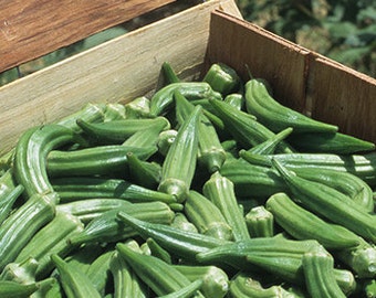 Clemson Spineless Okra seed, 1/2 Lb. Pk, Certified, Heirloom, Apprx. 4000 seeds