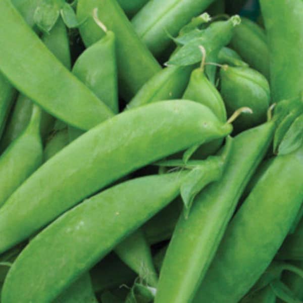 Sugar Snap Pea Seed, Super Sugar Snap, Snow Peas, NON-GMO Seed, 50 Seed Packet