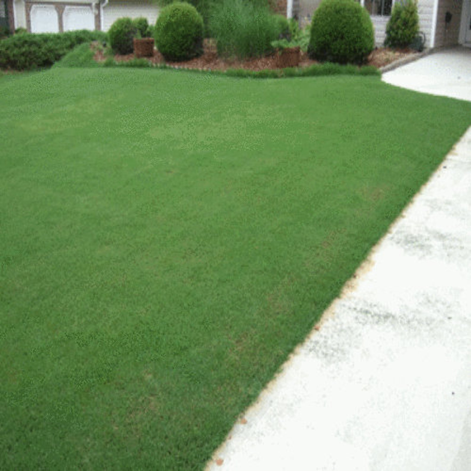 Bermuda Grass Seed Hulled and Coated 1 Lb. Pack Drought Etsy