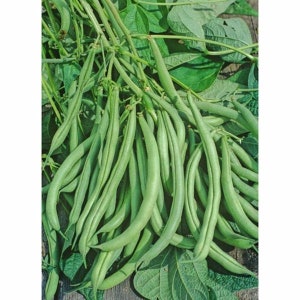 May include: A close-up shot of fresh green beans, showcasing their vibrant color and slender shape. The beans are clustered together with their stems and leaves, creating a natural and organic composition. The image highlights the freshness and quality of the produce.