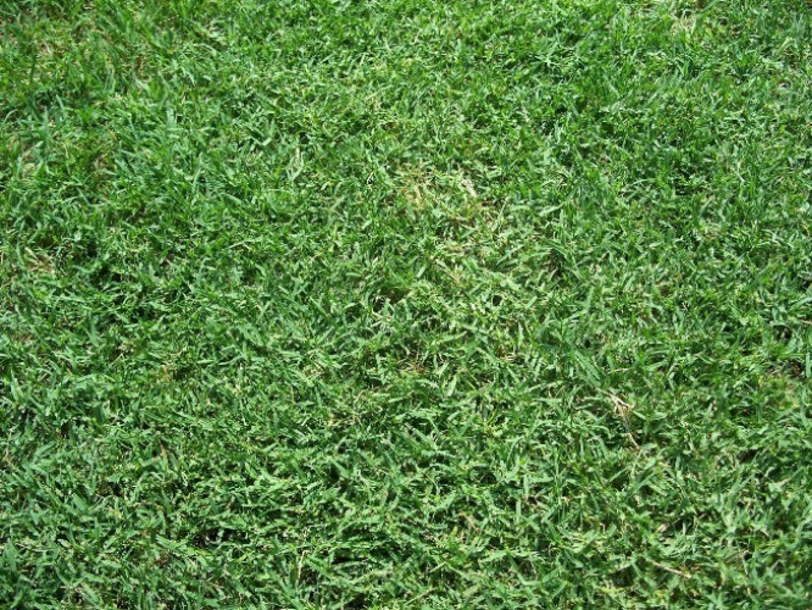 Bermuda Grass Seed Hulled and Coated 1 Lb. Pack Drought Etsy