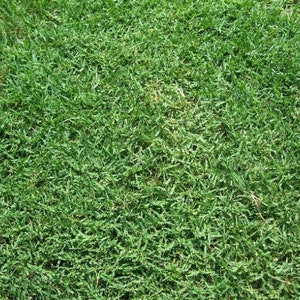 Bermuda Grass Seed, Hulled and Coated, (1 Lb. Pack), Drought Tolerant Lawn Seed, Common Bermuda seed