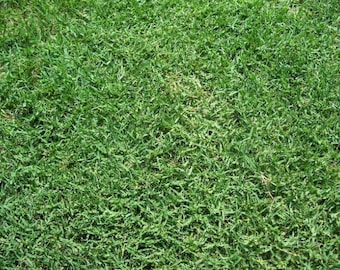 Bermuda Grass Seed, Hulled and Coated, (1 Lb. Pack), Drought Tolerant Lawn Seed, Common Bermuda seed