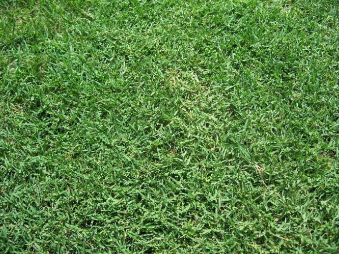 Bermuda Grass Seed, Hulled and Coated, (1 Lb. Pack), Drought Tolerant Lawn Seed, Common Bermuda seed
