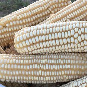 May include: Close-up of several ears of white corn, showcasing rows of creamy white kernels. The corn is freshly harvested, with some husks and silks visible. The image highlights the texture and color of the corn.