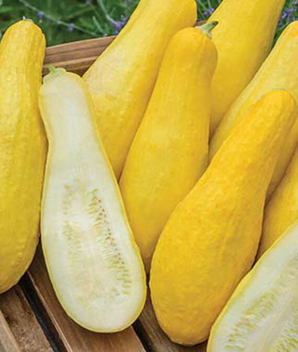 Yellow Straightneck Squash Seed 1/2 Ounce Pack Non GMO Etsy