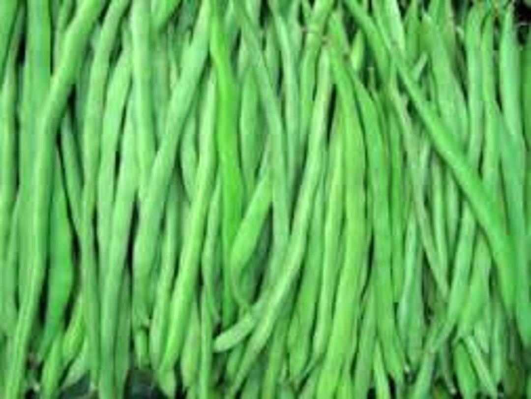 Kentucky Wonder Pole Bean Seed, NONGMO, Heirloom Pole Bean Seed