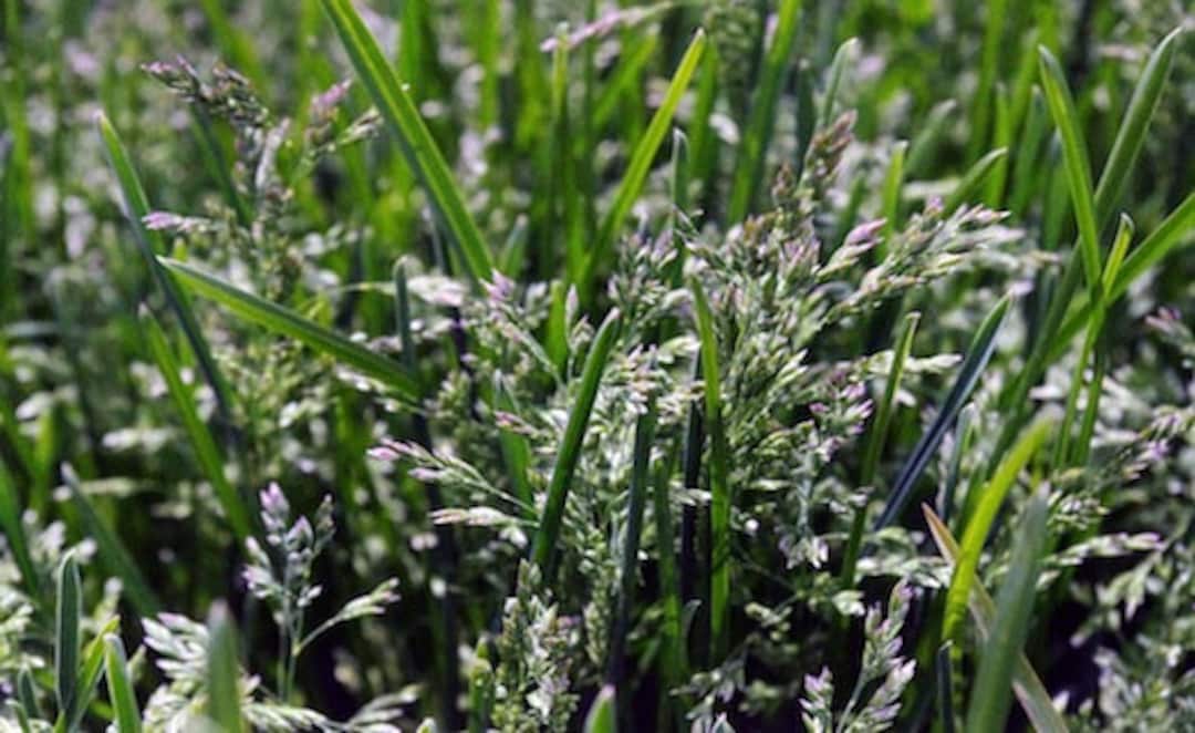 Kentucky Blue Grass Seed, 1 Lb. Pack, Kenblue, Lawn and Turfgrass Seed