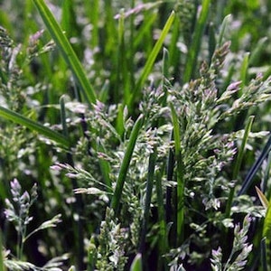 Kentucky Blue Grass Seed, (1 Lb. Pack), KenBlue,  Lawn and Turfgrass Seed
