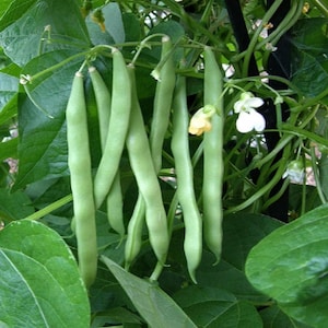 Blue Lake Pole Bean Seed, Packed in Resealable Foil Packaging, Heirloom, NON GMO