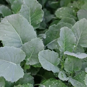 Kale Seeds, Spring or Summer Smooth Leaf, NON-GMO, Heirloom, 250 Seeds Kale