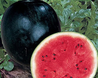 Sugar Baby Watermelon Seed, NON-GMO, Heirloom Watermelon Seed, 25 Seeds