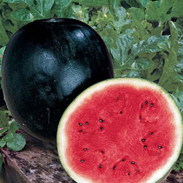 Sugar Baby Watermelon Seed, NON-GMO, Heirloom Watermelon Seed, 25 Seeds