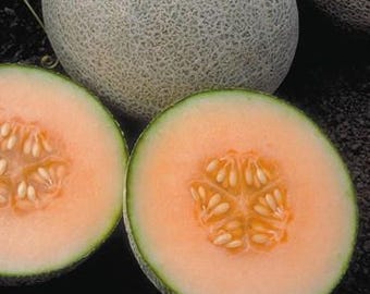 Ambrosia Melon Seed, 20 seed packet, premium hybrid melon seed