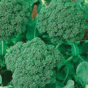 May include: Close-up of fresh, vibrant green broccoli florets with textured surfaces, surrounded by large, leafy green foliage. The broccoli heads are dense and tightly packed, showcasing the natural texture of the vegetable.