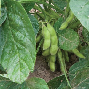 May include: Close-up of a soybean plant with several green pods and large, textured leaves. The pods are clustered together, showing their fuzzy texture. The leaves are a vibrant green, with visible veins and a slightly rough surface.