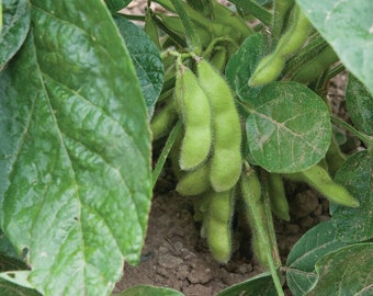 Soy Bean Seed, Edamame Midori Giant Soy Bean Seed, 20 Seeds, NON-GMO, Heirloom