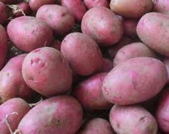 Red Pontiac Seed Potato, 5 lb. Pack Certified Seed