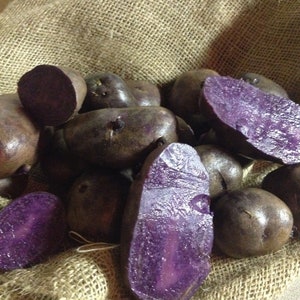 May include: A collection of purple potatoes, some whole and some cut open to reveal their vibrant purple flesh. The potatoes are resting on a burlap sack, creating a rustic and natural aesthetic. The image highlights the unique color and texture of the potatoes.