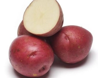 Seed Potato, Norland, (5 lbs.), Red Norland Certified Seed Potatoes, NON-GMO