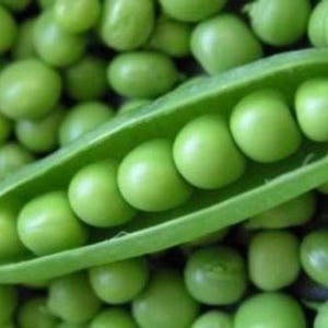 Super Sugar Snap Pea Seed, Snow Peas, Listing is for Approx. 500-2000 Pea Seeds
