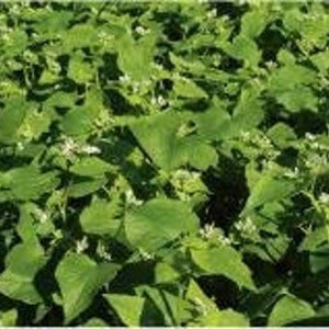 May include: A dense field of green plants with heart-shaped leaves and small white flowers. The plants are closely packed together, creating a lush, textured surface. The image is well-lit, highlighting the vibrant green color of the foliage.