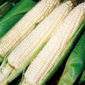 May include: Close-up of three ears of white corn, with tightly packed kernels. The corn is partially encased in bright green husks and leaves, creating a vibrant contrast. The image highlights the fresh, natural produce.